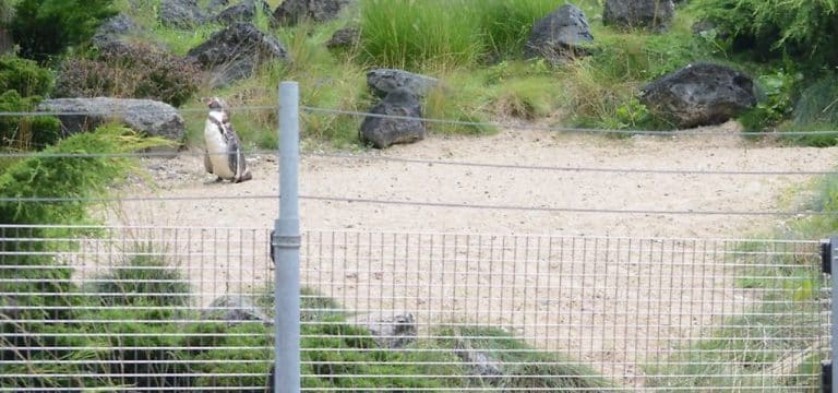Toter Pinguin wurde Opfer von bissigem Artgenossen