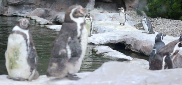 Tierpfleger findet toten Pinguin im Rostocker Zoo: Ermittlungen