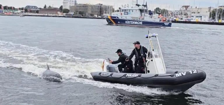 Delfin vor Rostock hat Spaß an Polizeiboot