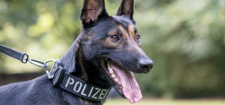 Datenträger-Spürhunde bei Polizei in MV