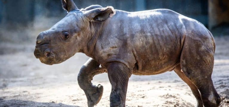 Drei Millionen Besucher in Zoos des Landes