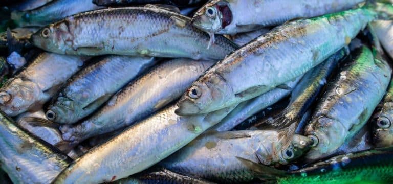 Ostsee: FDP-Kritik an WWF-Forderung nach großräumigem Schutz