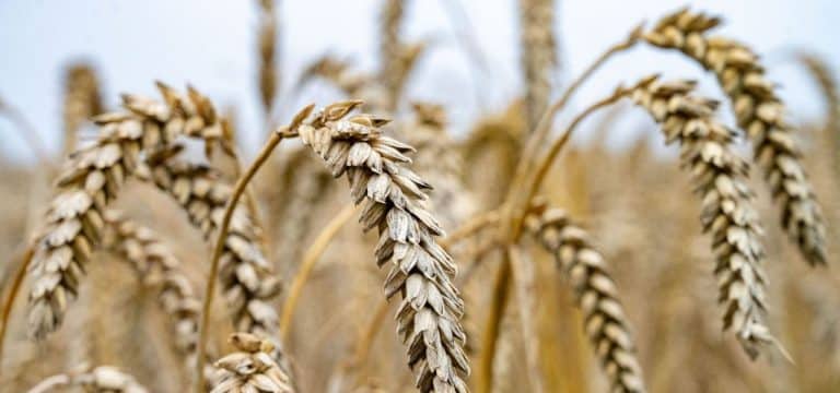 Agrarministerium fürchtet Folgeschäden durch Regenfälle
