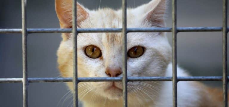 Tierheime in MV an und über der Belastungsgrenze