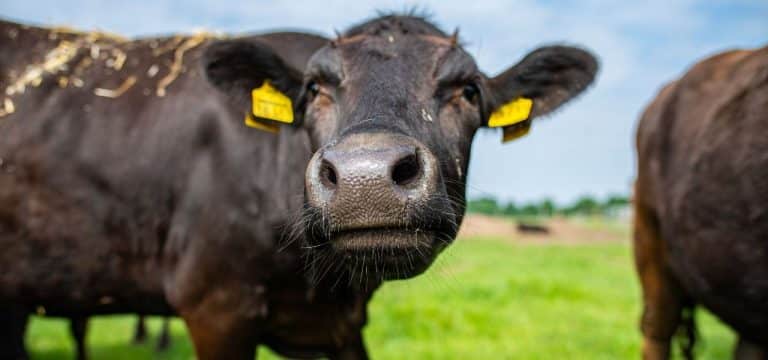 Landesbauerntag auf der MeLa: Herausforderungen und Chancen der Landwirtschaft