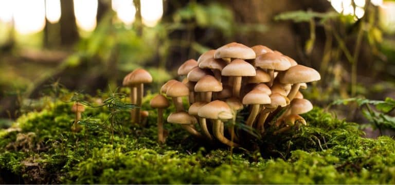 Regnerischer Sommer sorgt für ertragreiche Pilzsaison