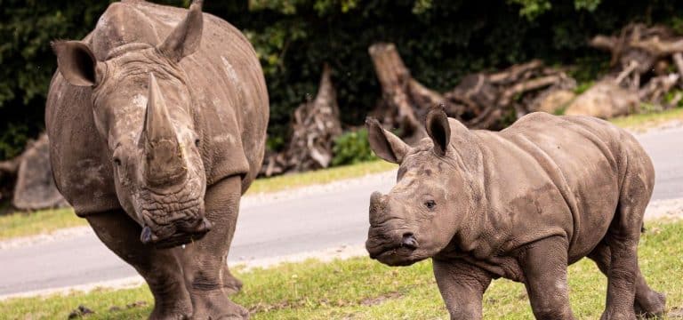 Schweriner Zoo: Erstmals Nachwuchs bei Breitmaulnashörnern