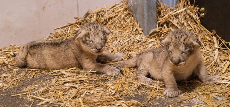 Schweriner Löwen-Nachwuchs: Zoo bietet Blick in Höhle