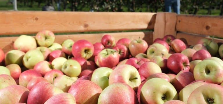 Apfelernte in MV gestartet: Geringere Erträge erwartet