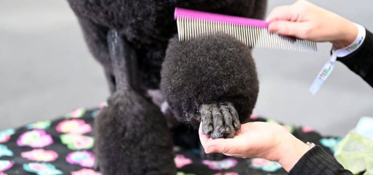 Für Zwei- und Vierbeiner: 20. Rassehundeausstellung