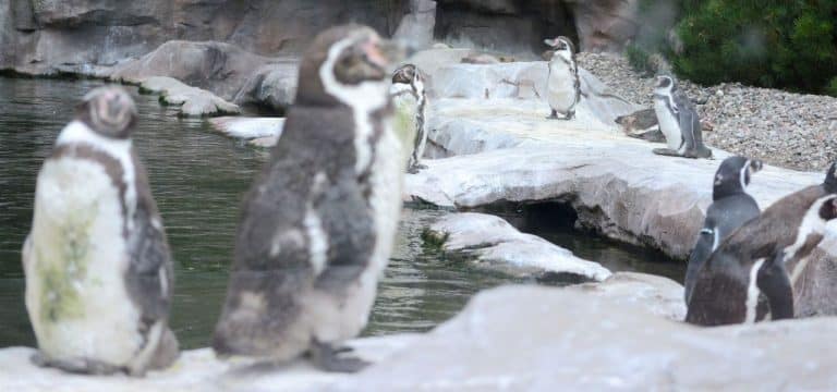 Nach Raubtierattacke: Elektrozaun schützt Pinguine