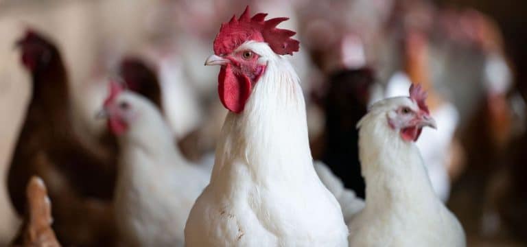 MV-Geflügelfirmen fordern europaweit gleiche Standards
