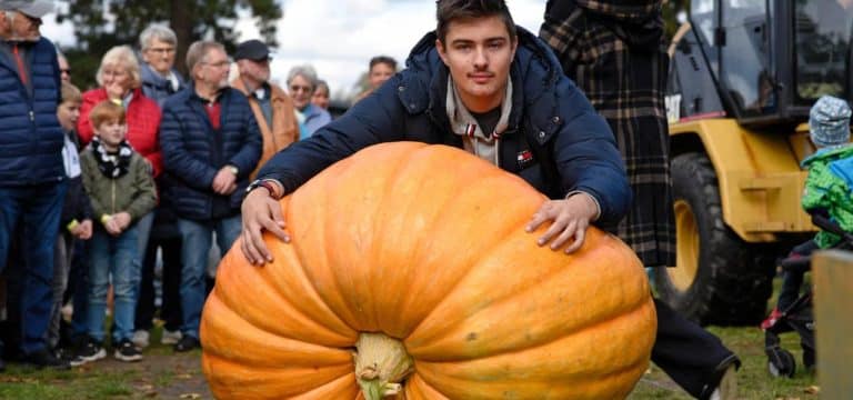 Alt Schwerin: Kür der Kürbis-Giganten: Dauersieger gewinnt mit Glück