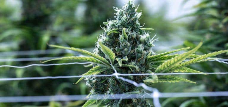 Cannabis-Gesetz: Ministerium sieht kein Schwarzmarkt-Ende