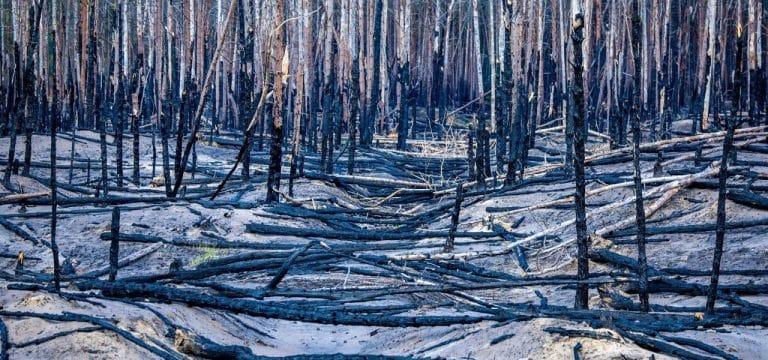 Etwas weniger Waldbrände in Mecklenburg-Vorpommern