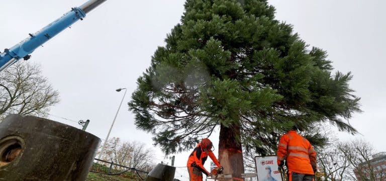 Mammut-Weihnachtsbaum in Rostock aufgestellt