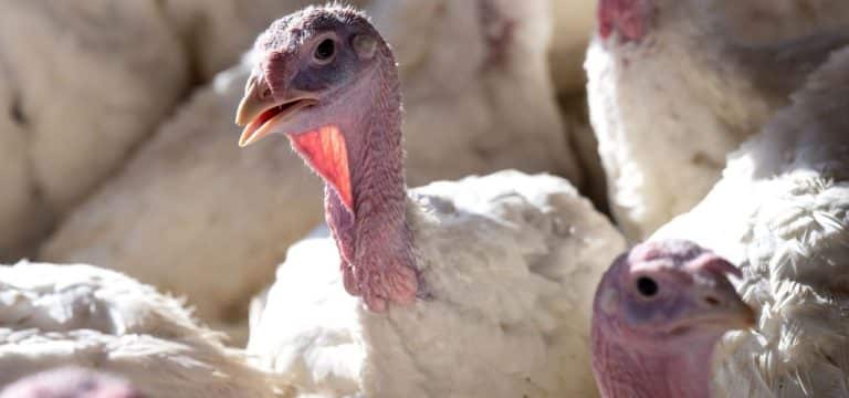 Vogelgrippe: Putenmäster zum zweiten Mal betroffen