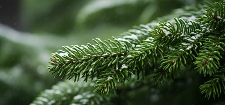 Nicht unerwartet: Weihnachtsbäume werden wohl teurer