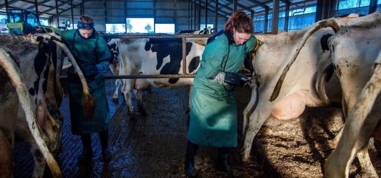 Immer weniger Tierarztpraxen in MV: Rückgang auf dem Land