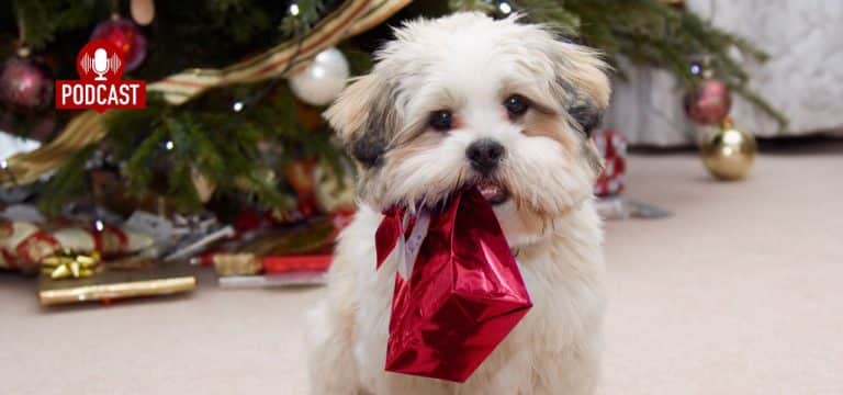 Tiere sind keine Geschenke: Warum sie nicht unter den Weihnachtsbaum gehören