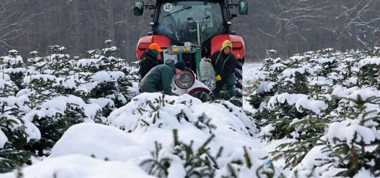 Mecklenburg-Vorpommern: Schnee erschwert Weihnachtsbaum-Ernte