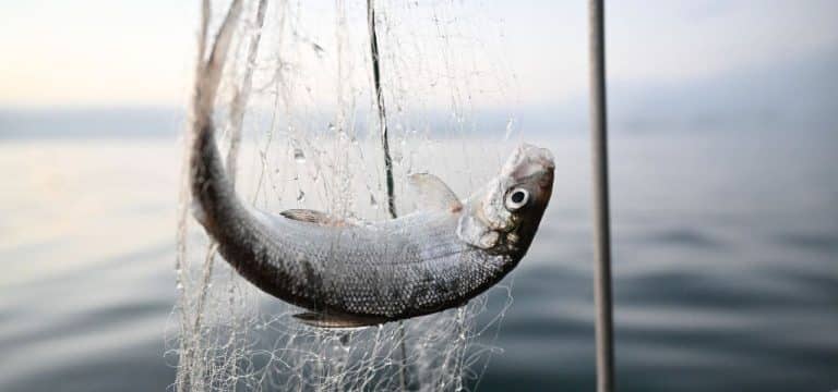 Bauarbeiten für LNG-Pipeline: Kritik vom Fischereiexperten