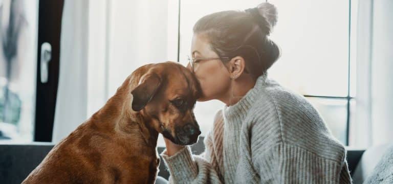 Lautes Silvester: So überstehen Hund und Katze den Abend