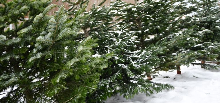 Weihnachtsbaumverkäufe laufen an: Nordmanntanne vereinzelnd etwas teurer