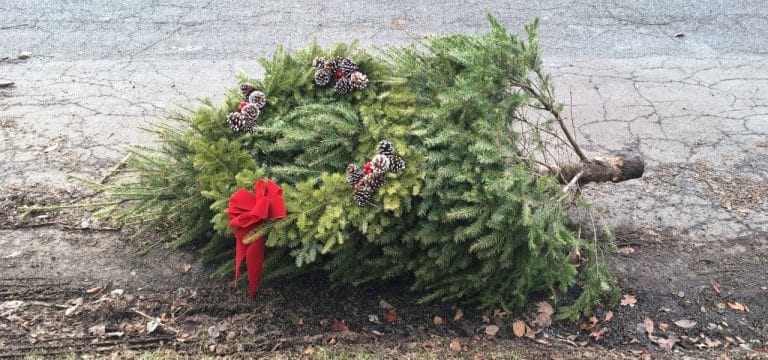 Wismar: Entsorgung der Tannenbäume nach Weihnachten