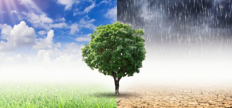 Wie Wismar sich gegen die Folgen des Klimawandels wappnen will