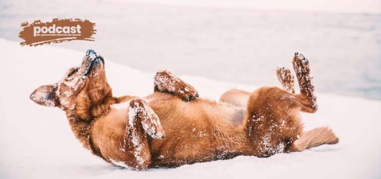 Gesund auf vier Pfoten: Tipps für Hundebesitzer in der kalten Jahreszeit