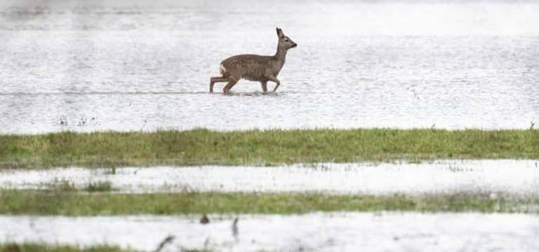 Wer stirbt, wer rettet sich?: So ergeht es Tieren bei Hochwasser