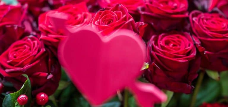 Auf Alternativen zurückgreifen: Wie nachhaltig sind Schnittblumen zum Valentinstag?