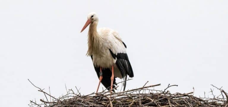 Storch trotzt dem Schietwetter und ist zurück in MV