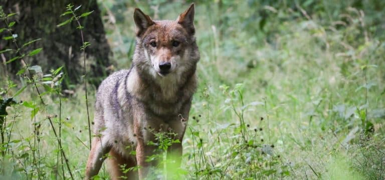 Polizei ermittelt nach Fund eines toten Wolfes bei Hagenow