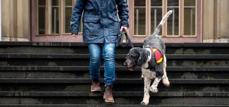 Rostock will assistenzhundfreundlich werden