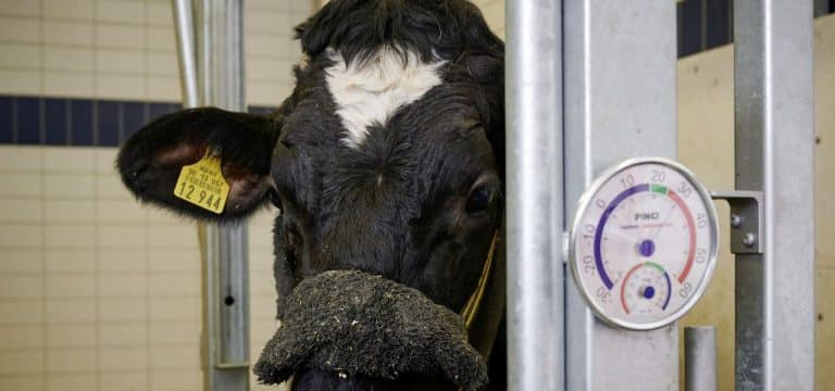 „Tierhaltung eine Zukunft geben“: FBN mit neuer Struktur