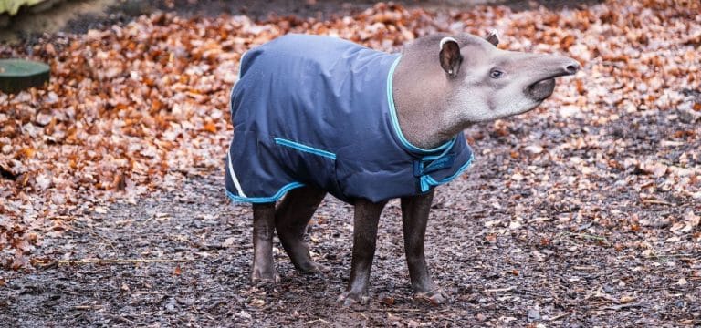 Flachlandtapir „Rio“ im Wintermantel im Schweriner Zoo