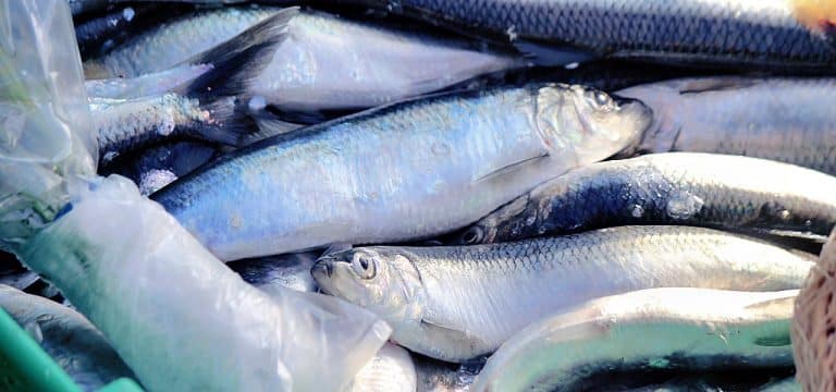 Heringe sind bei der Fortpflanzung heimatverbunden