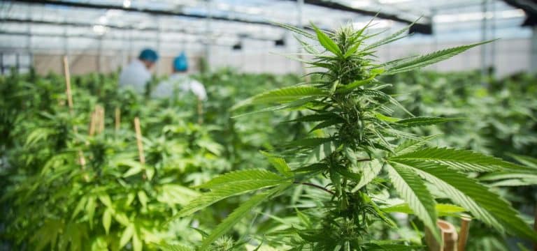 Ende der Goldgräberstimmung: Legalisierung Light bringt Cannabis-Firmen in die Bredouille