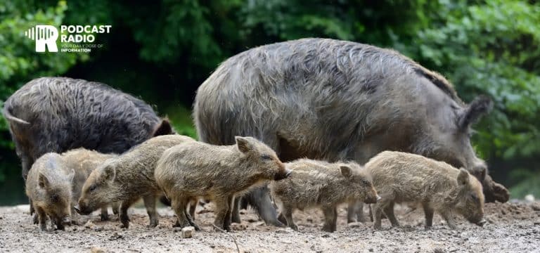 Kinderstube Natur: So verhalten wir uns bei Wildtier-Kindern richtig