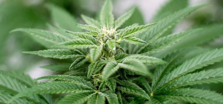 Ministerin Drese will Nachbesserungen am Cannabis-Gesetz