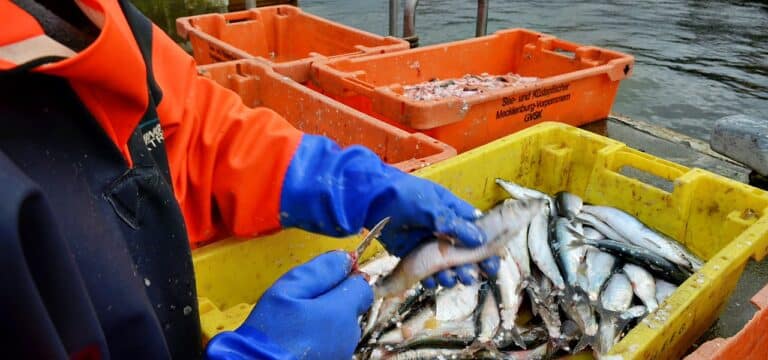 Ostsee-Fischerei am Scheideweg: Experten fordern Fangstopp – Fischer warnen vor Existenzverlust