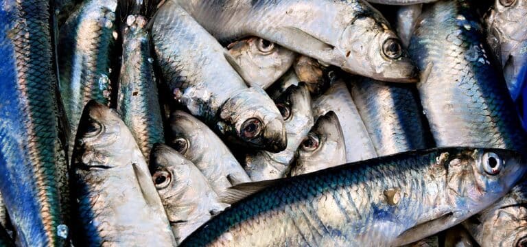 Mehr Hering, wenig Dorsch: Ostsee-Fangempfehlungen für 2025