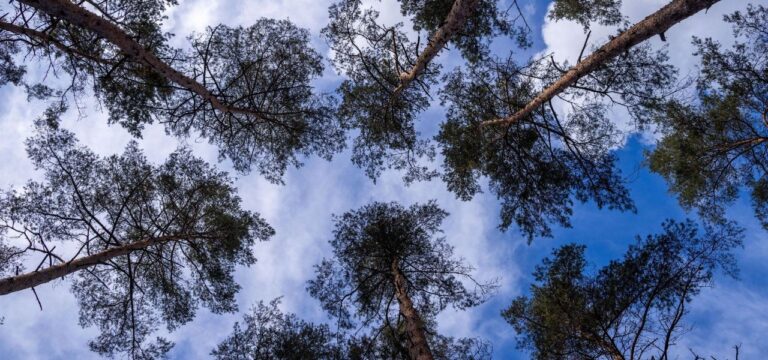 Resistenz statt Produktivität: Waldumbau für das Klima