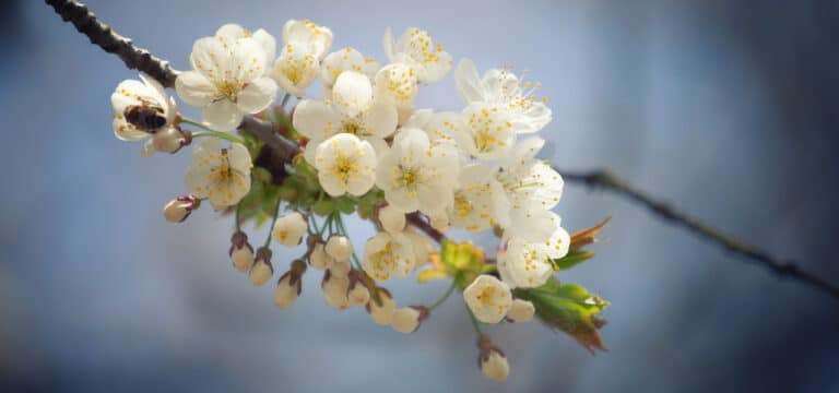 Knospen an Apfelbäumen brechen auf: Natur zwei Wochen voraus