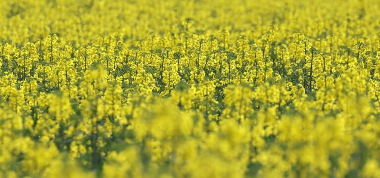 Rapsblüte beginnt zwei Wochen vor der Zeit