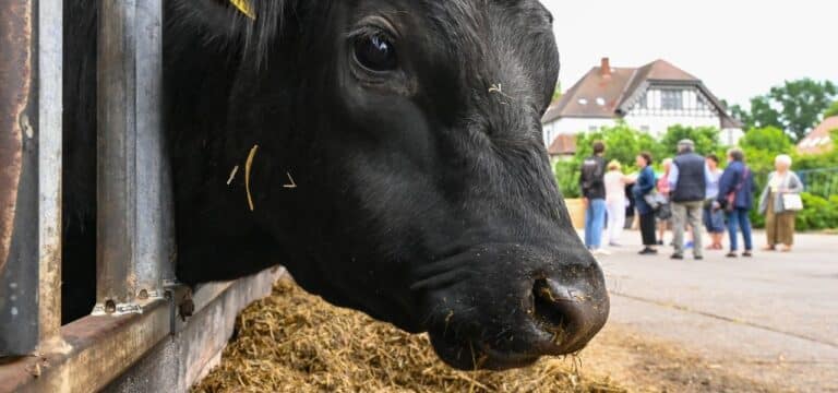 Region Wittenburg: Jungbulle entlaufen – Polizei warnt vor Aggressivität