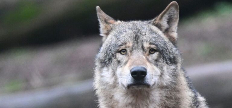 Backhaus: Bund soll niedrigerem Wolfsschutzstatus zustimmen