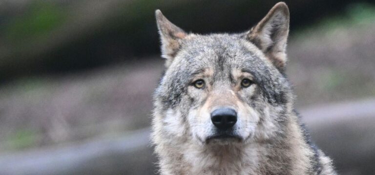 Leichterer Abschuss von Wölfen stößt auf Gegenwind